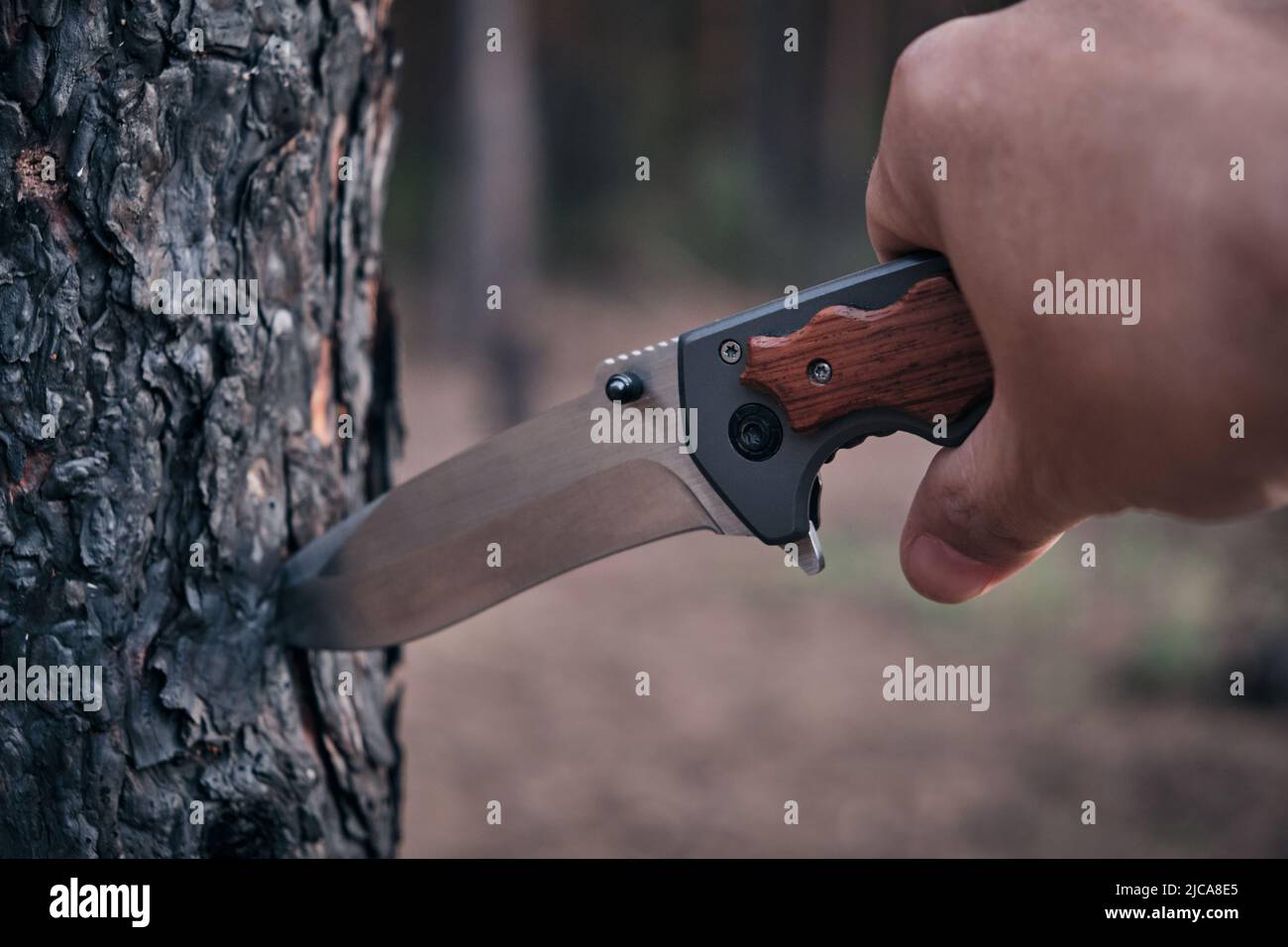 Extraction tree bark for kindling fire in forest, with tactical knife