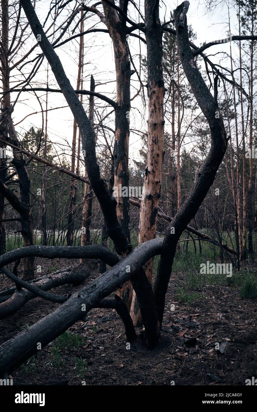 Charred dead pine trees, forest after fire Stock Photo - Alamy