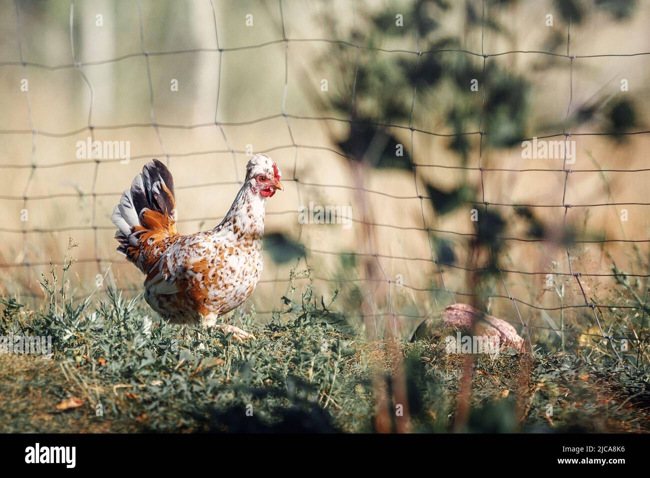 Speckled, little hen is free to walk in the wild. Free Range Pet Chicken. Stock Photo