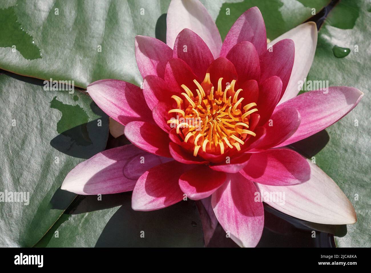 Beautiful blooming big red water lily lotus flower with green leaves in the pond. Top view. Stock Photo
