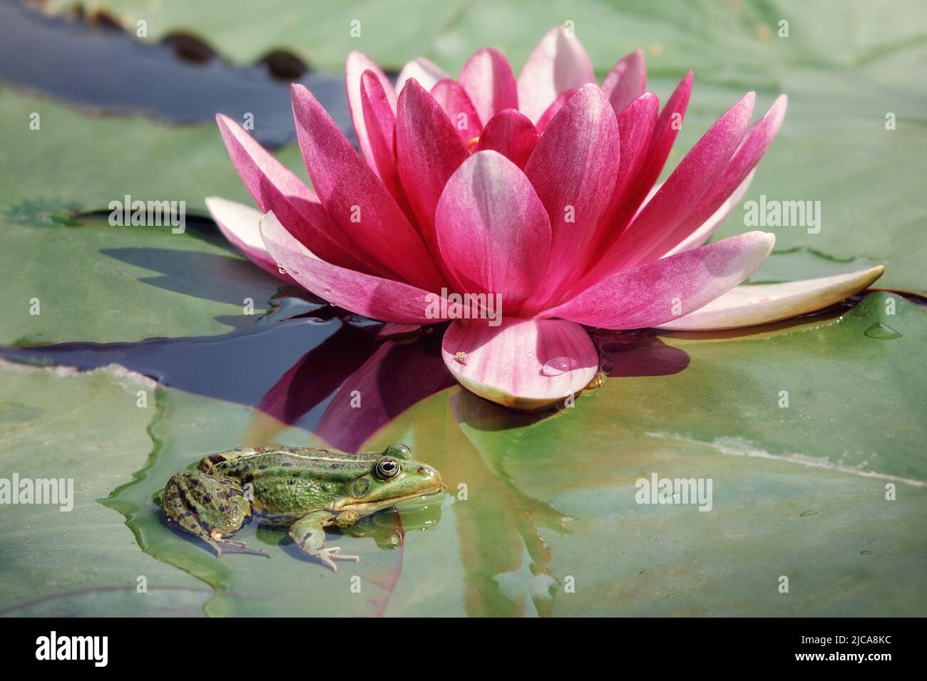 The blossom pink lotus in a day time, a green frog sits on the leaf in water. Free copy space for text Stock Photo