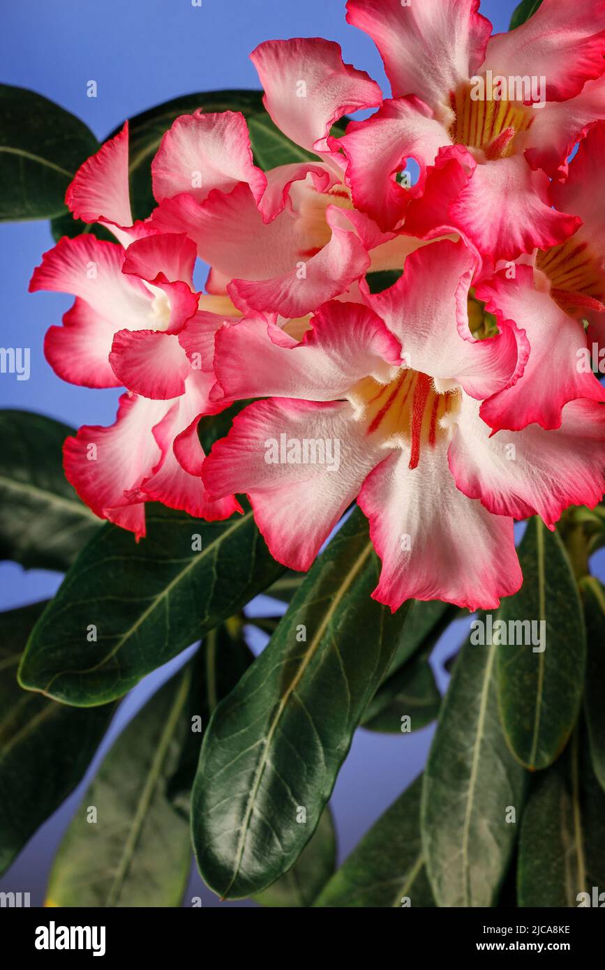 Pink Desert Rose or Impala Lily or Mock Azalea flower from tropical climate in blue background Stock Photo