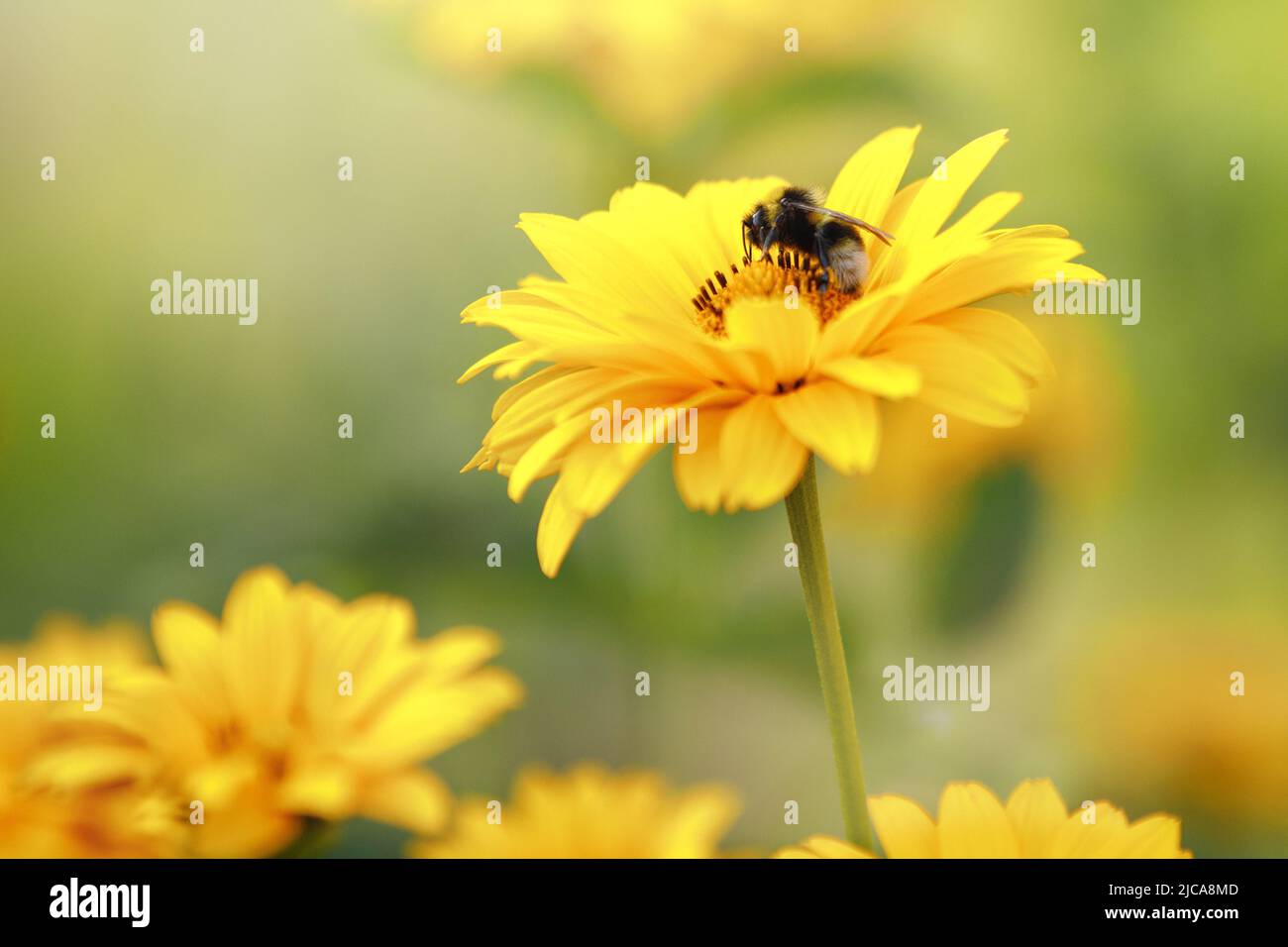Blurred background of many yellow Echinacea flowers with a bee on the petals. Gift card, with copy space. Stock Photo