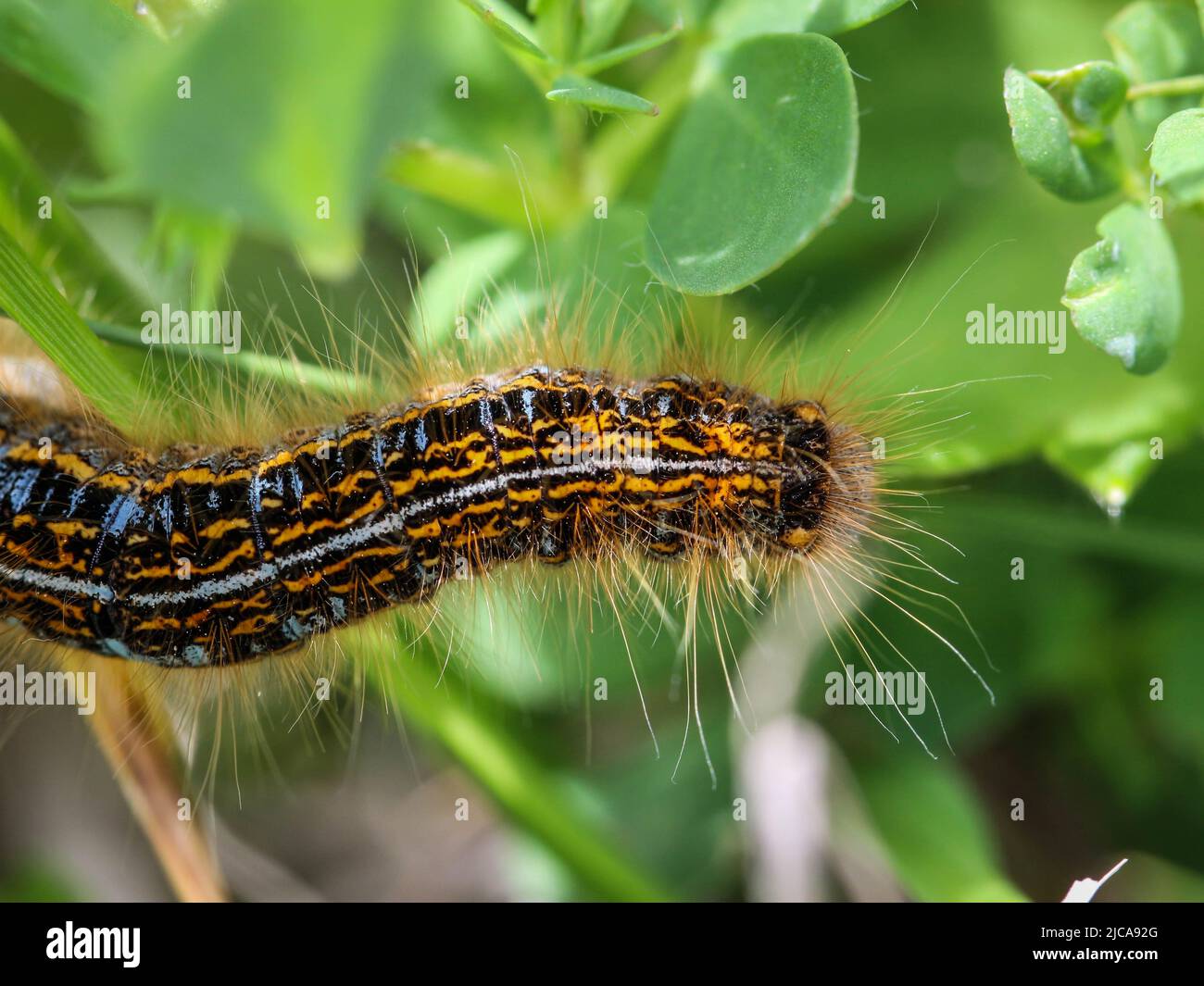 Caterpillar of the ground lackey moth (latin name: Malacosoma castrensis) in the National park Tara in western Serbia Stock Photo