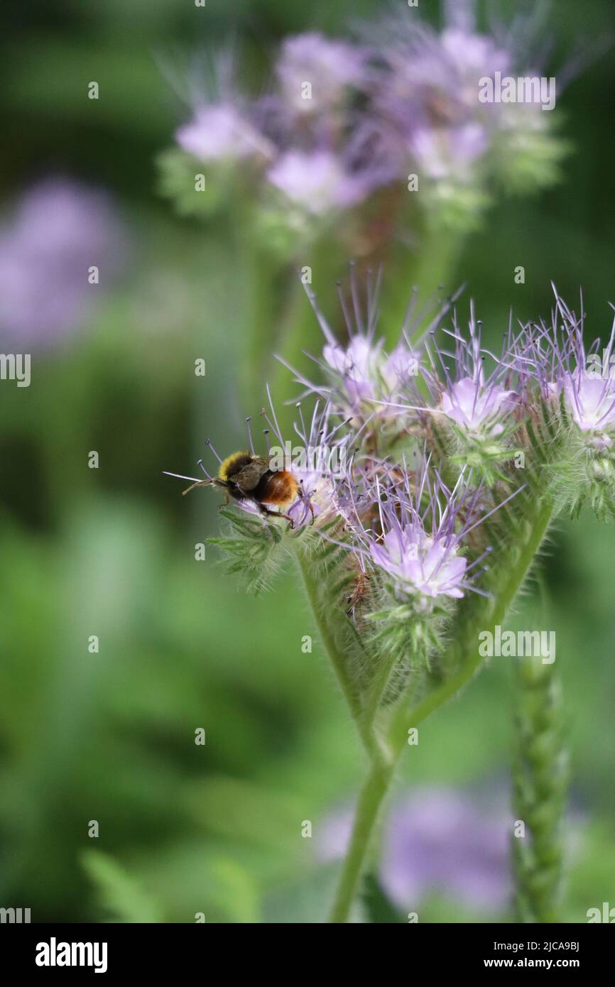 Different bumblebee colors hires stock photography and images Alamy