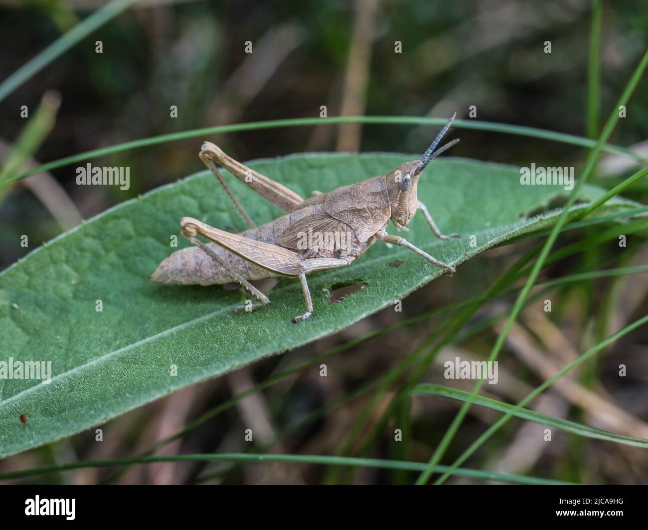 Brown adult female of endemic locust Pyrgomorphella serbica on mount Tara in Serbia Stock Photo