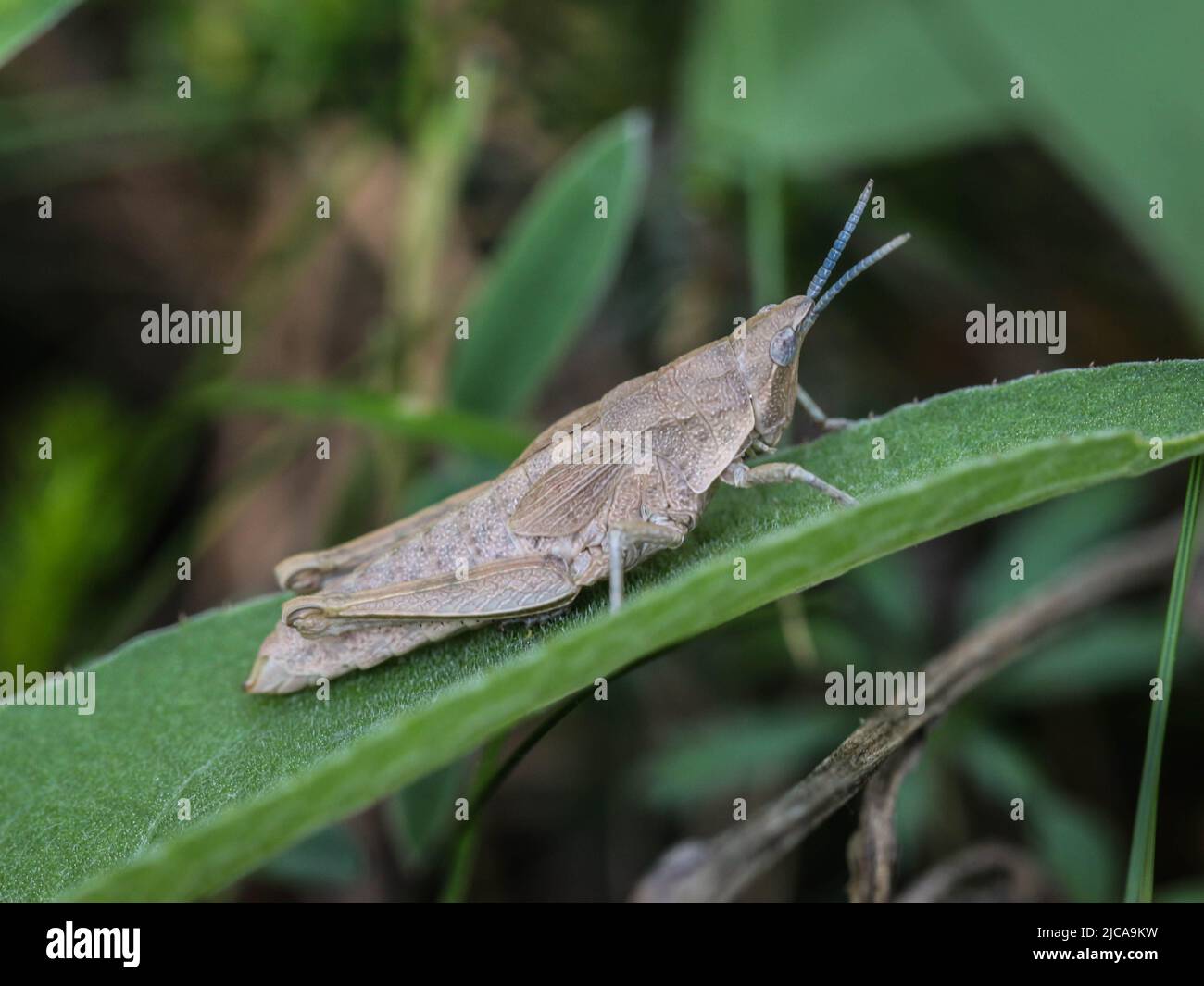 Brown adult female of endemic locust Pyrgomorphella serbica on mount Tara in Serbia Stock Photo