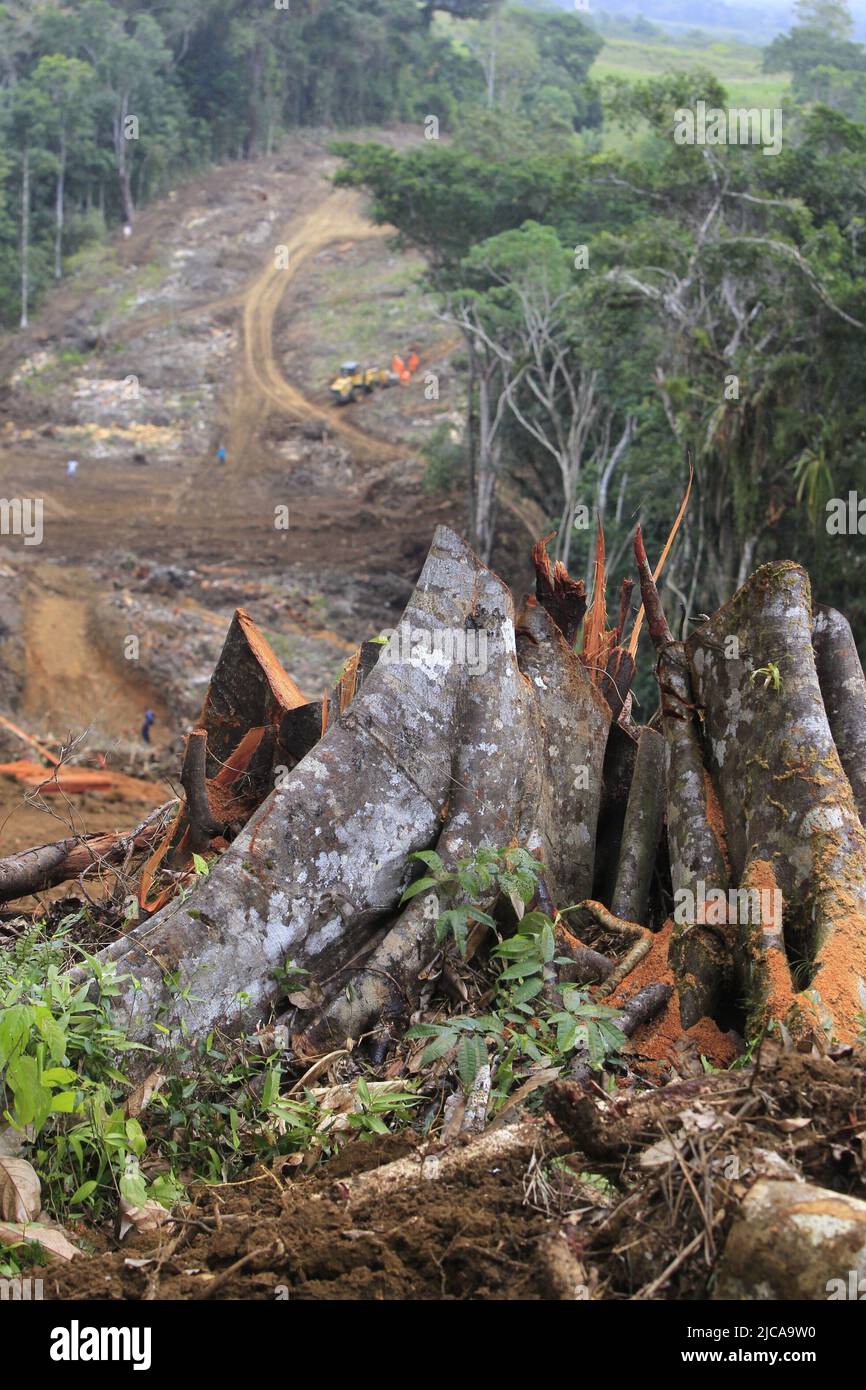 ilheus, bahia, brazil - may 23, 2022: deforestation of native Atlantic Forest trees to build a road in the city of Ilheus, in southern Bahia. Stock Photo