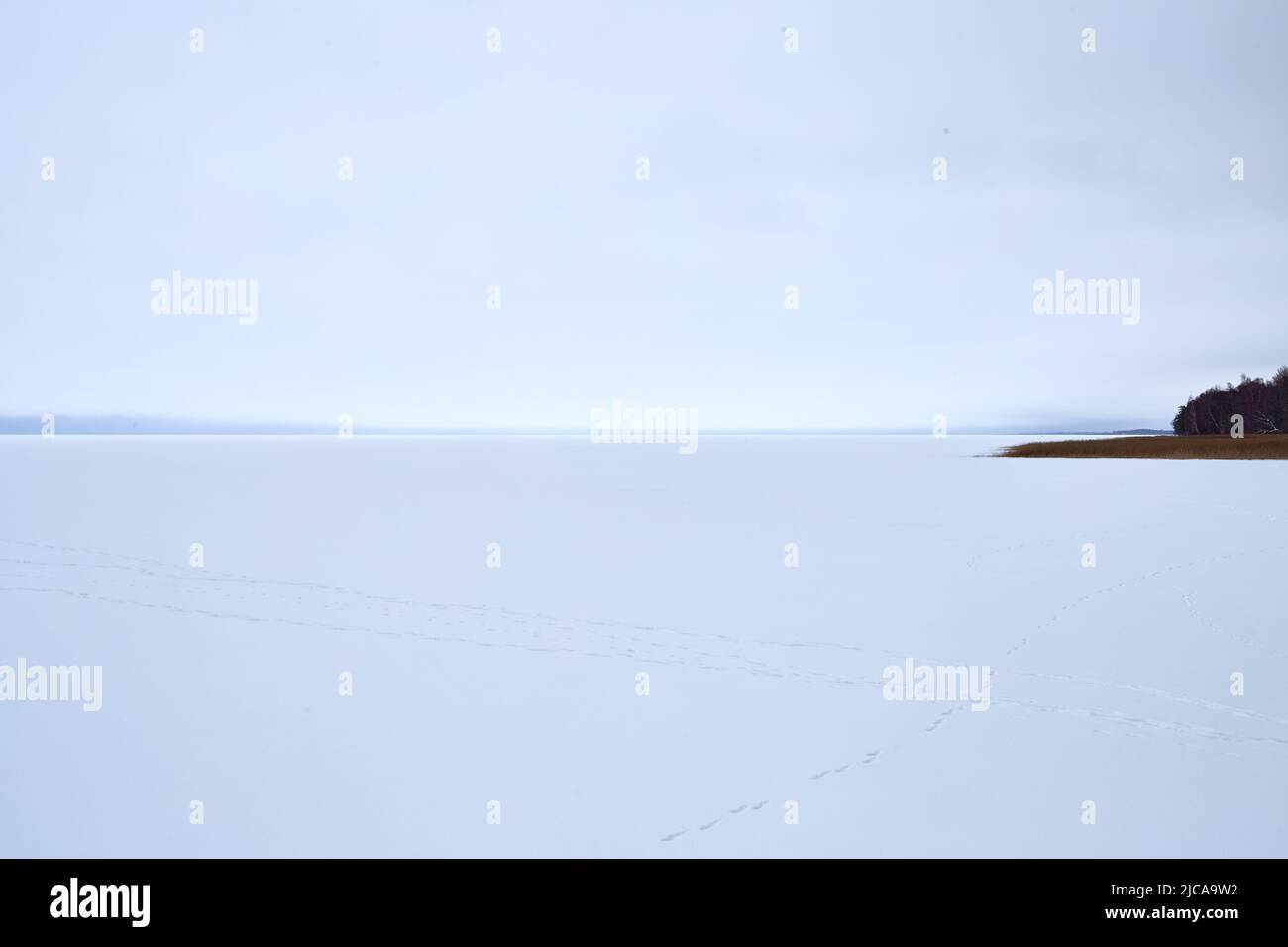 Frozen lake spruce forest hi-res stock photography and images - Alamy