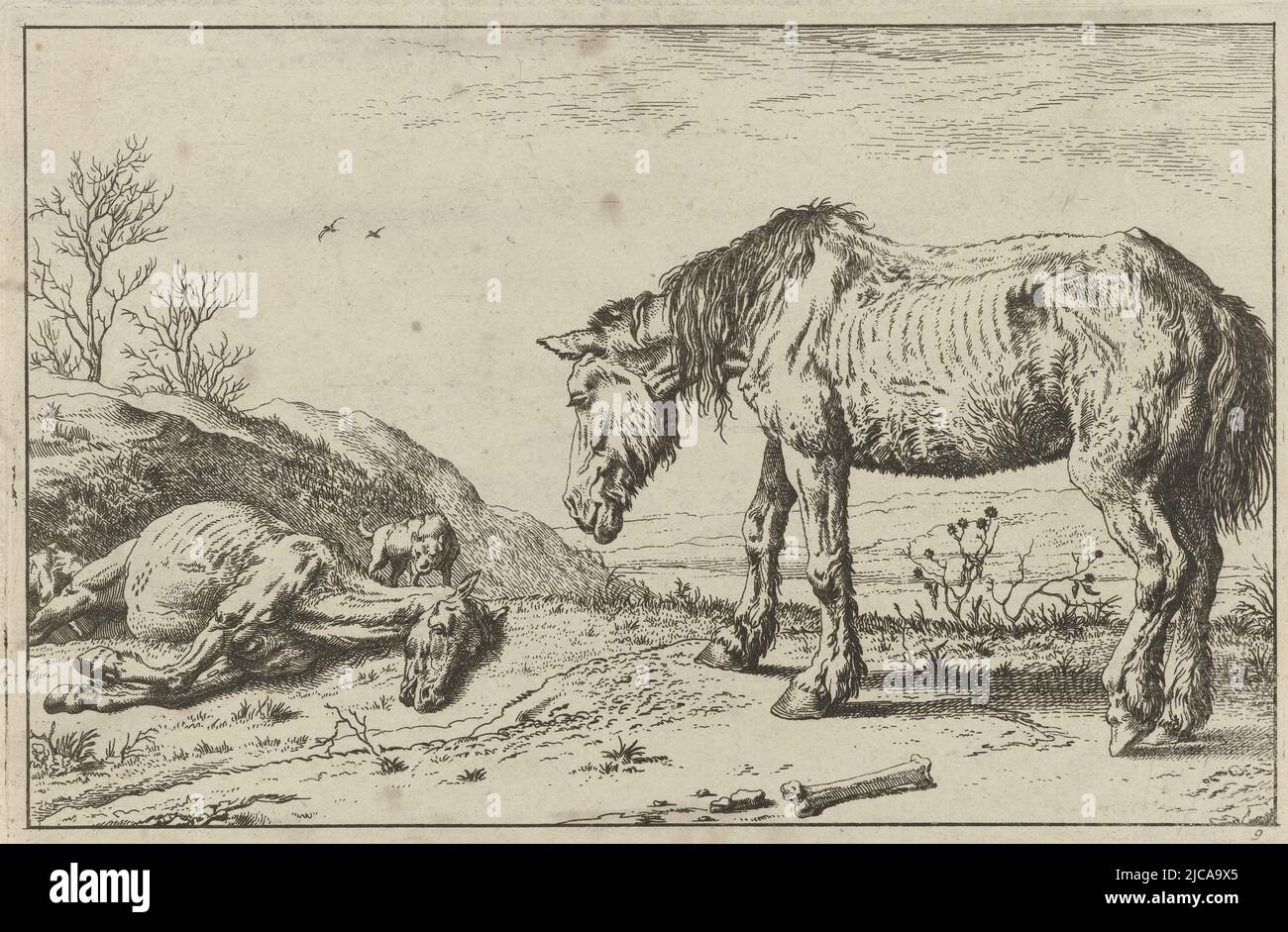 The Dying Horse, Paulus Potter, print maker: anonymous, 1652 - 1702, paper, etching, h 141 mm × w 218 mm Stock Photo