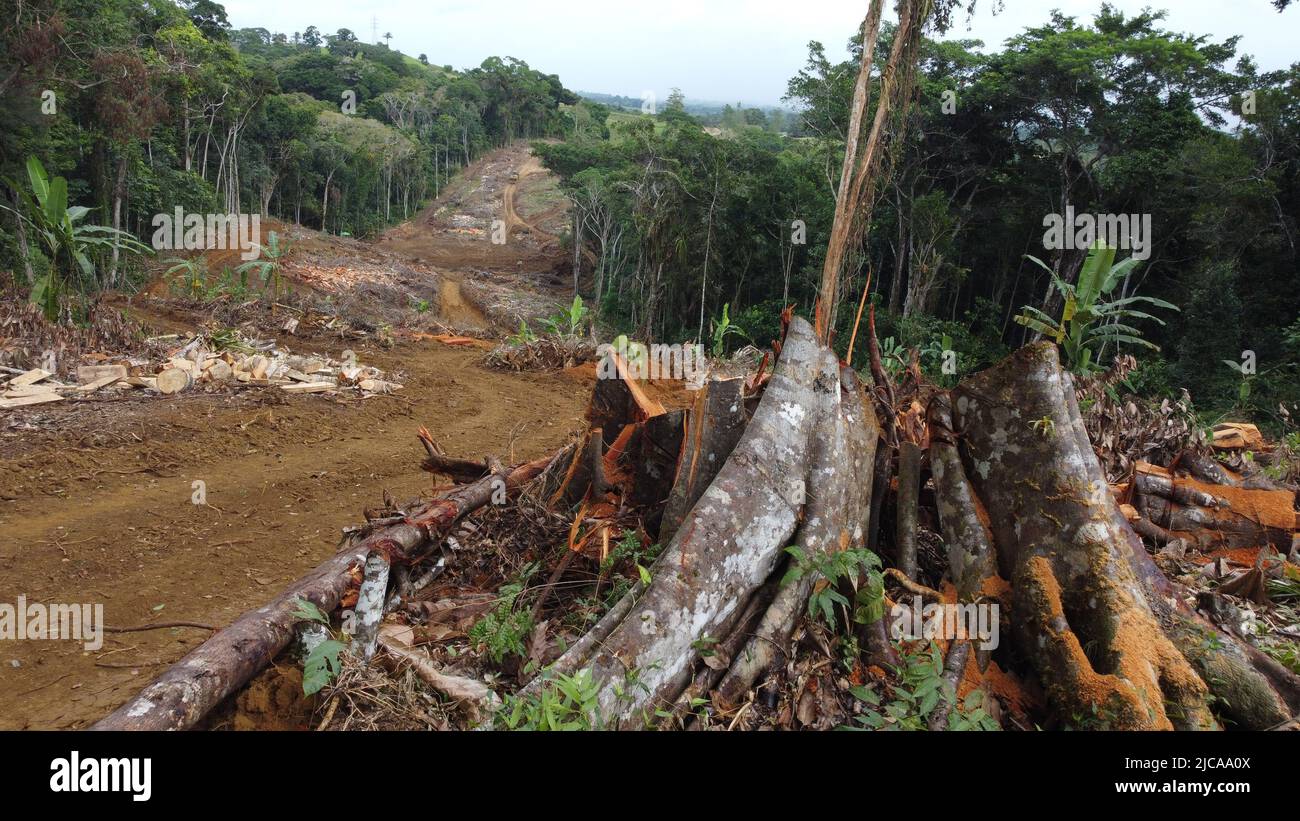 ilheus, bahia, brazil - may 23, 2022: deforestation of native Atlantic Forest trees to build a road in the city of Ilheus, in southern Bahia. Stock Photo