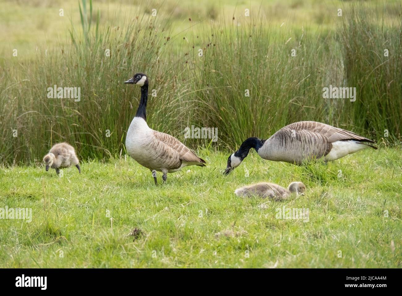 Canada geese with goslings, family, Branta canadensis. Stock Photo