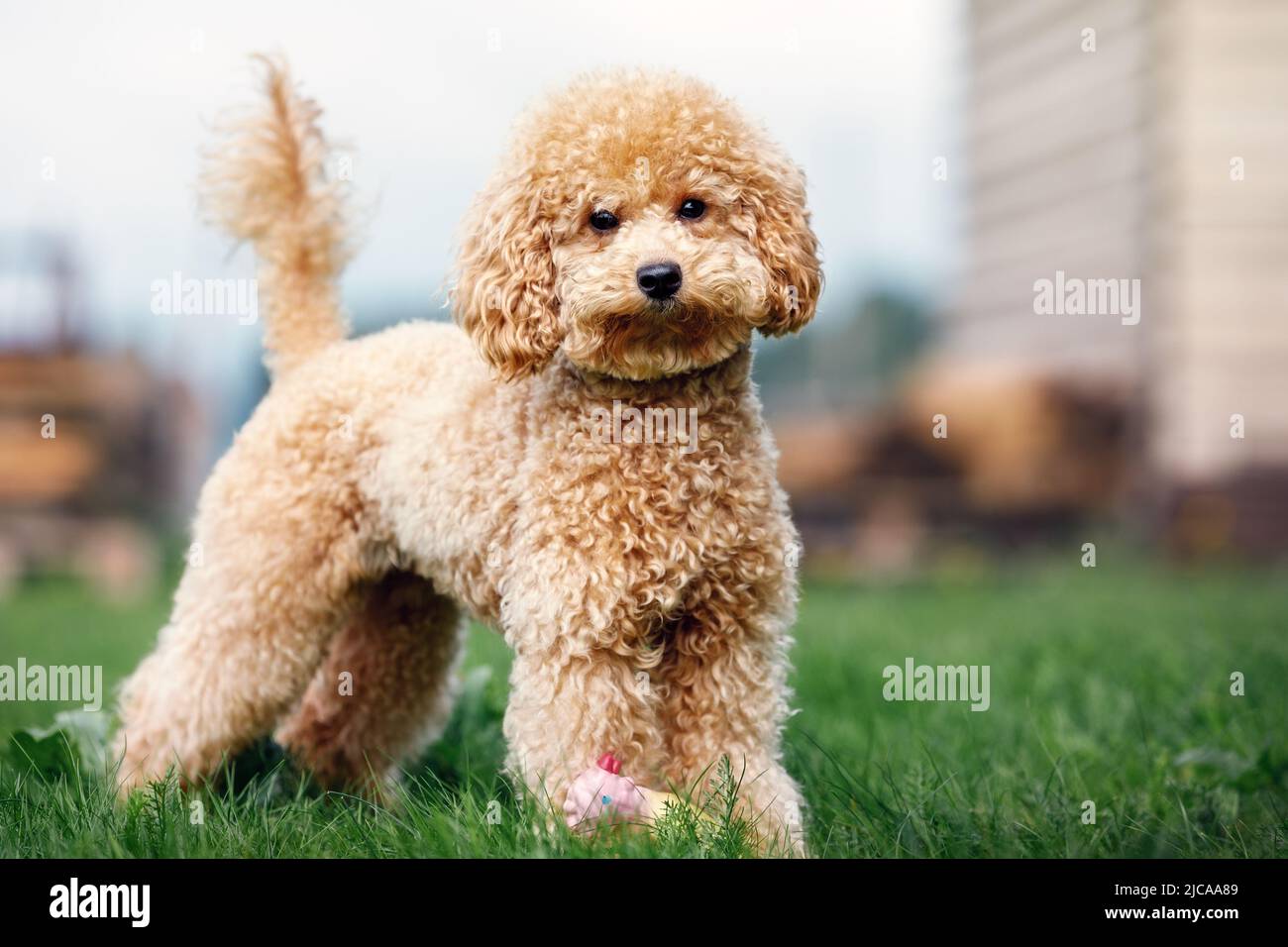 A portrait of a light brown little poodle puppy standing in the yard on the grass and looking at the camera. Stock Photo