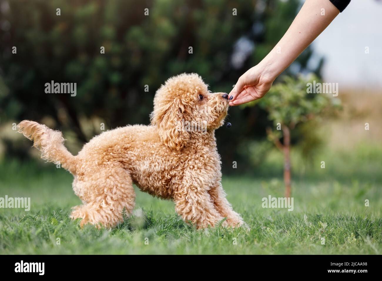 Little brown poodle. Small puppy of toypoodle breed. Cute dog and good friend. Dog games, dog training. Be my friend. The puppy gets his prize. Stock Photo