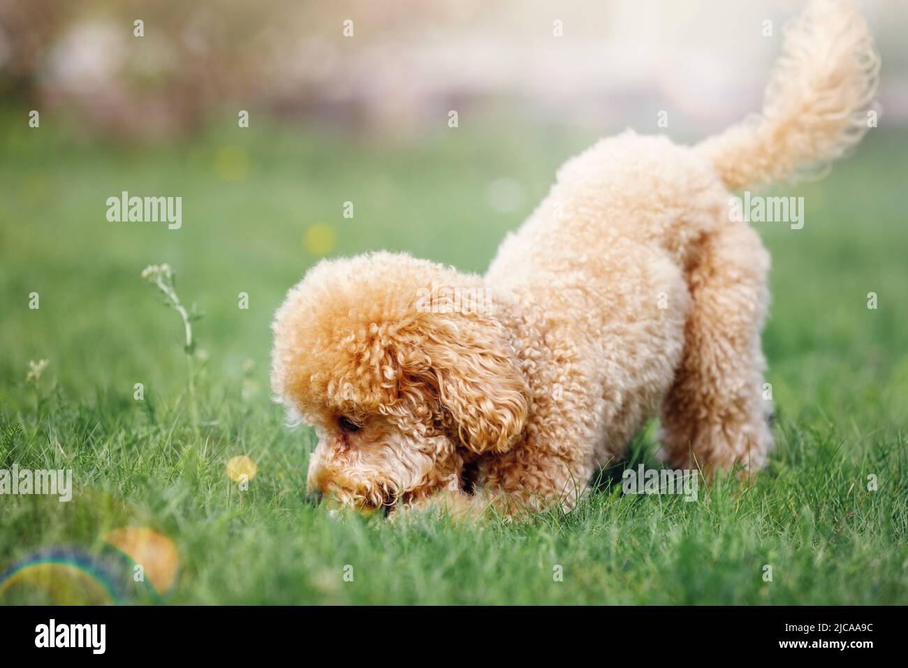 A cute little poodle was playing on the lawn on a sunny day, the dog found something in the grass, he sniff it curiously. Stock Photo