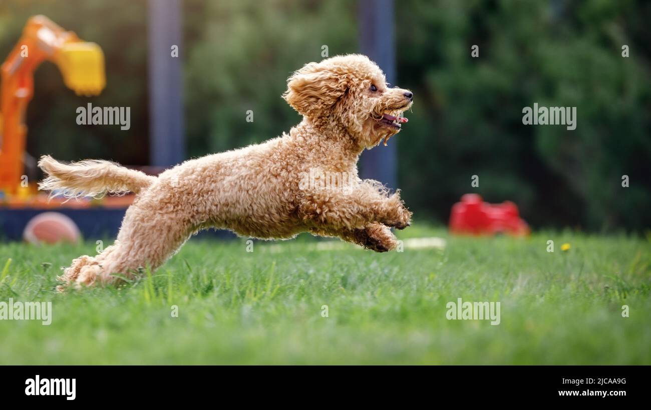 A very small poodle moving fast green meadow. Photo with stopped dog jump movement in the air. In the of summer green nature background seen, a childr Stock Photo