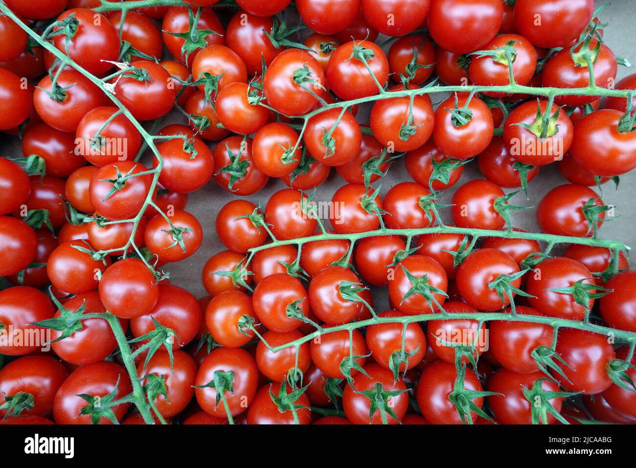 Griechische Balkontomate Samen – 10 Samen, Buschig & Kompakt – Ideal Für Topf Und Balkon, Süße Früchte