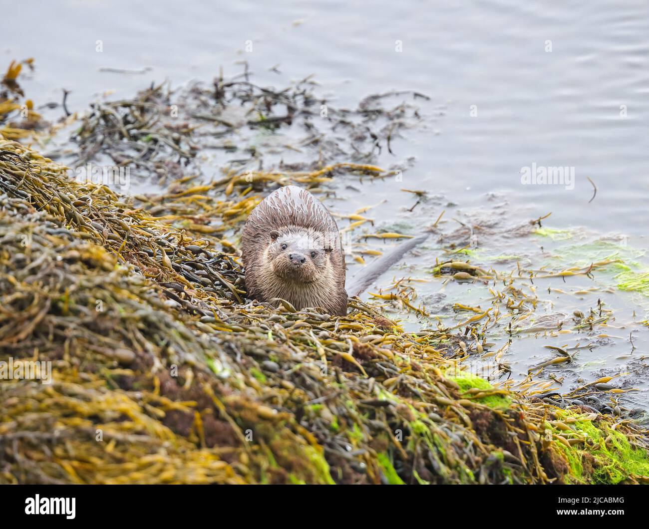 Eurasian Otter (Lutra lutra) Stock Photo