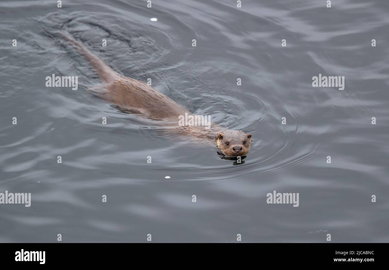 Eurasian Otter  (Lutra lutra) Stock Photo