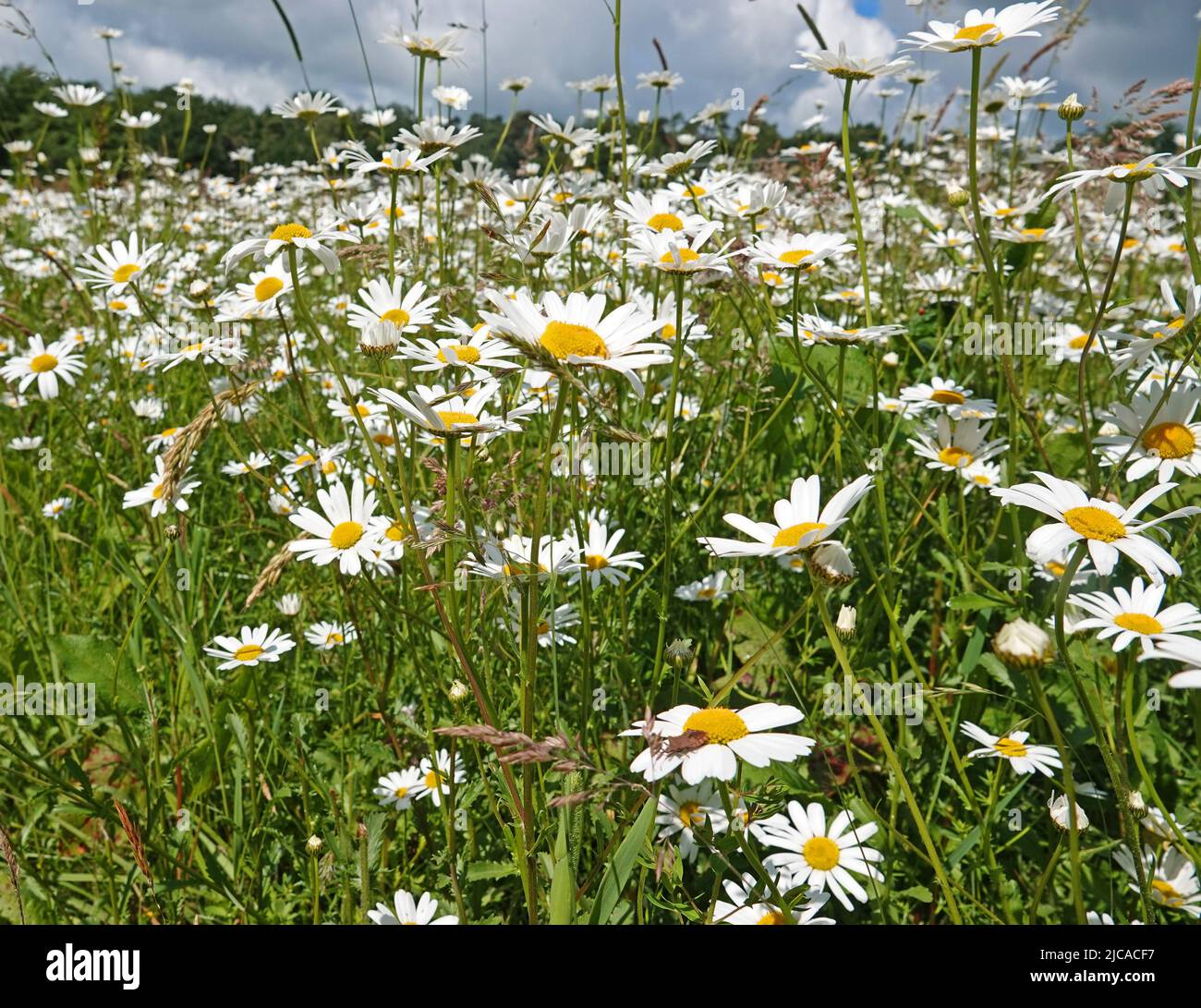 A large amount of daisies (latin name: leucanthemum vulgare)  blooming is a meadow. Seen in Uelsen, Germany Stock Photo