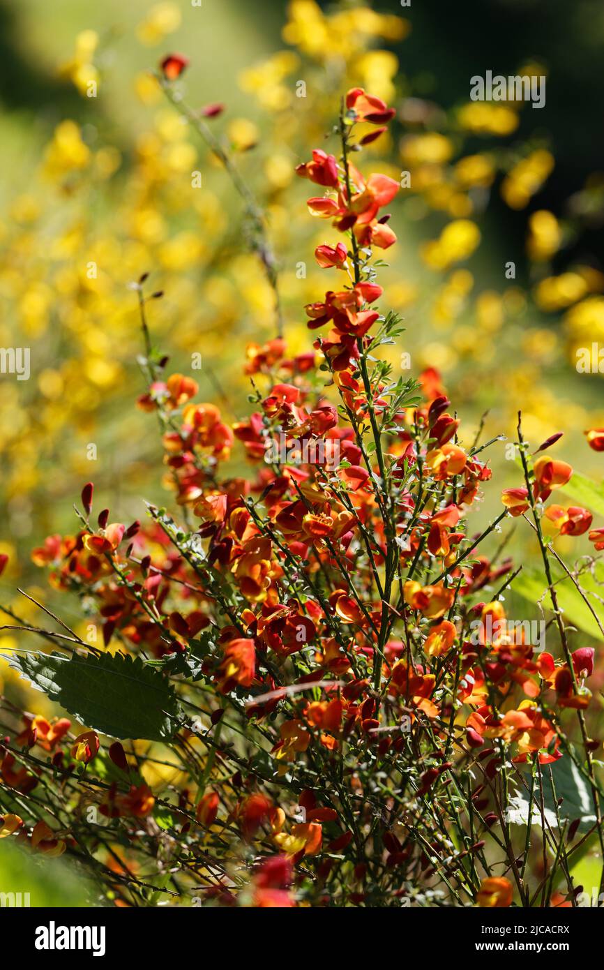 Cytisus scoparius spring blooming bush with red/ yellow blossom Stock ...