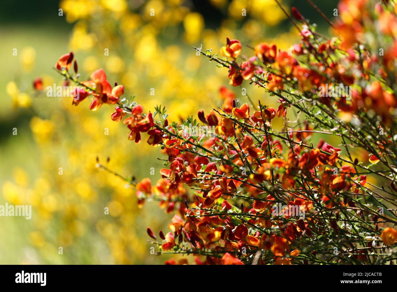Cytisus scoparius spring blooming bush with red/ yellow blossom Stock Photo