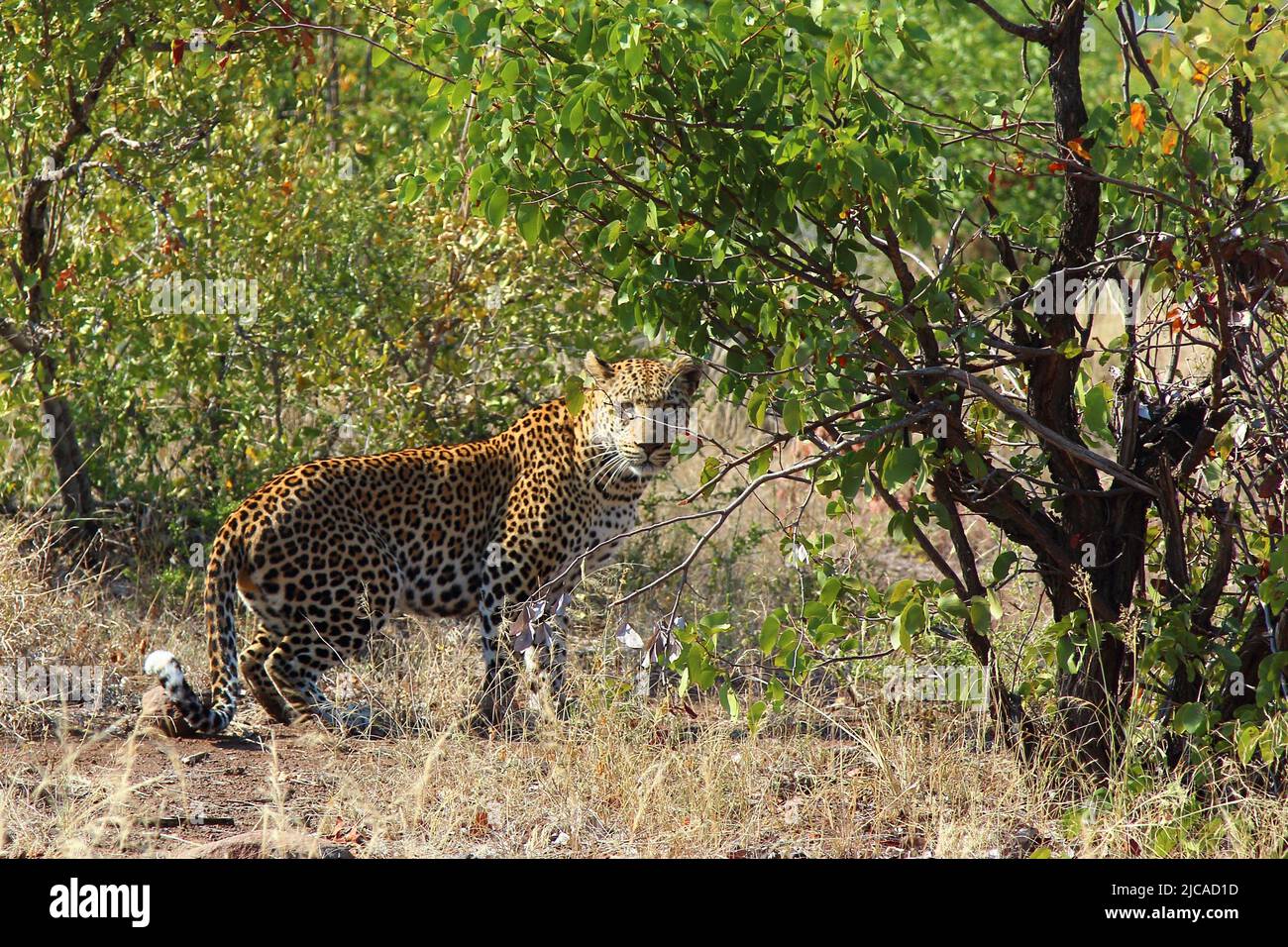 Leopard / Leopard / Panthera pardus Stock Photo - Alamy