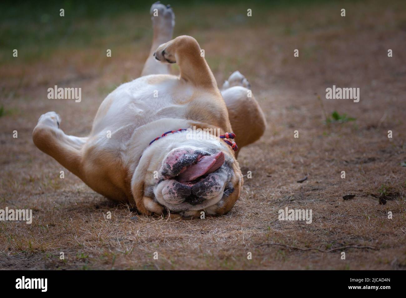 Funny bulldog rolling on the ground with tongue out appears to be laughing Stock Photo