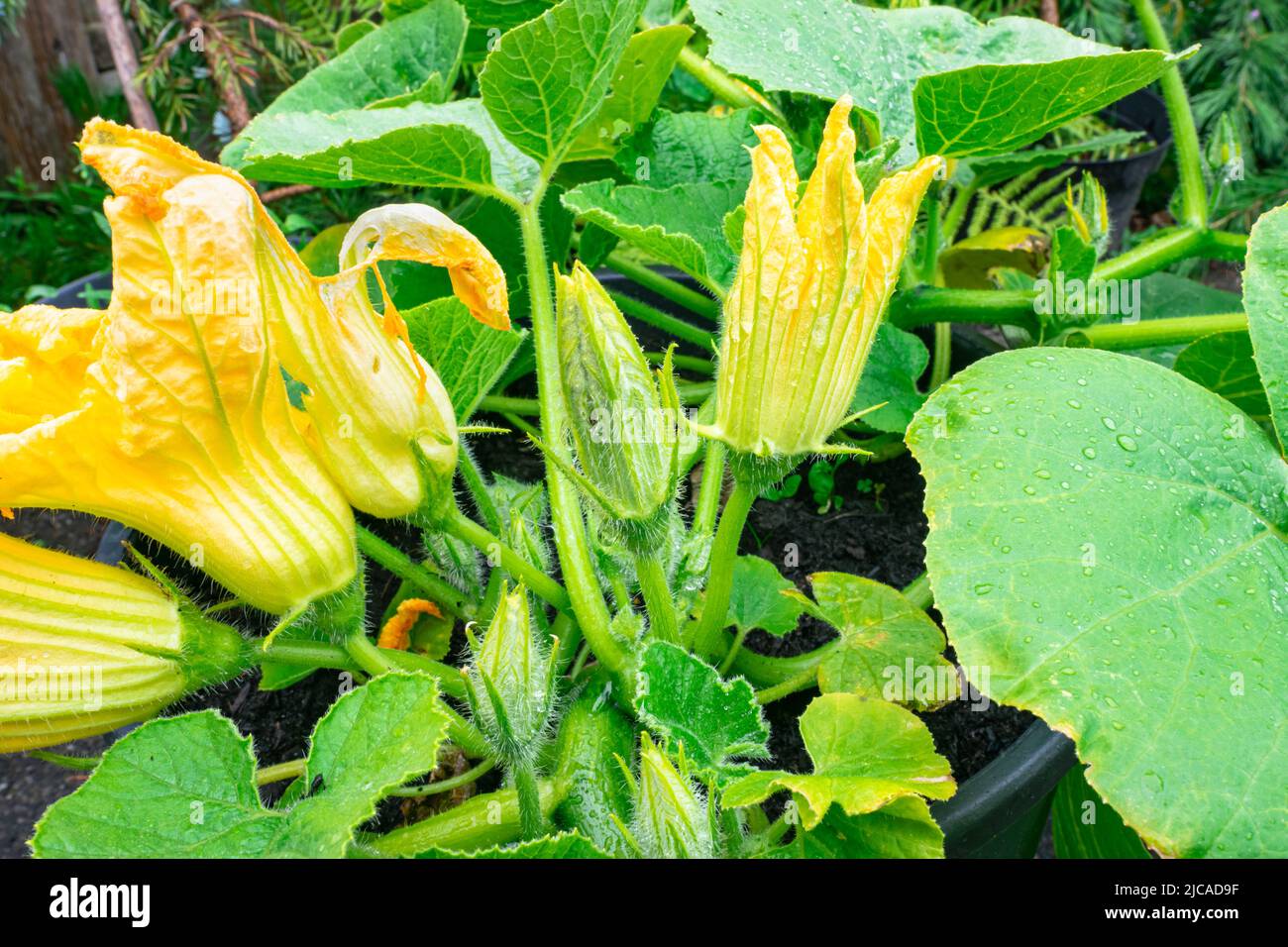 Cucurbita pepo creeper hires stock photography and images Alamy