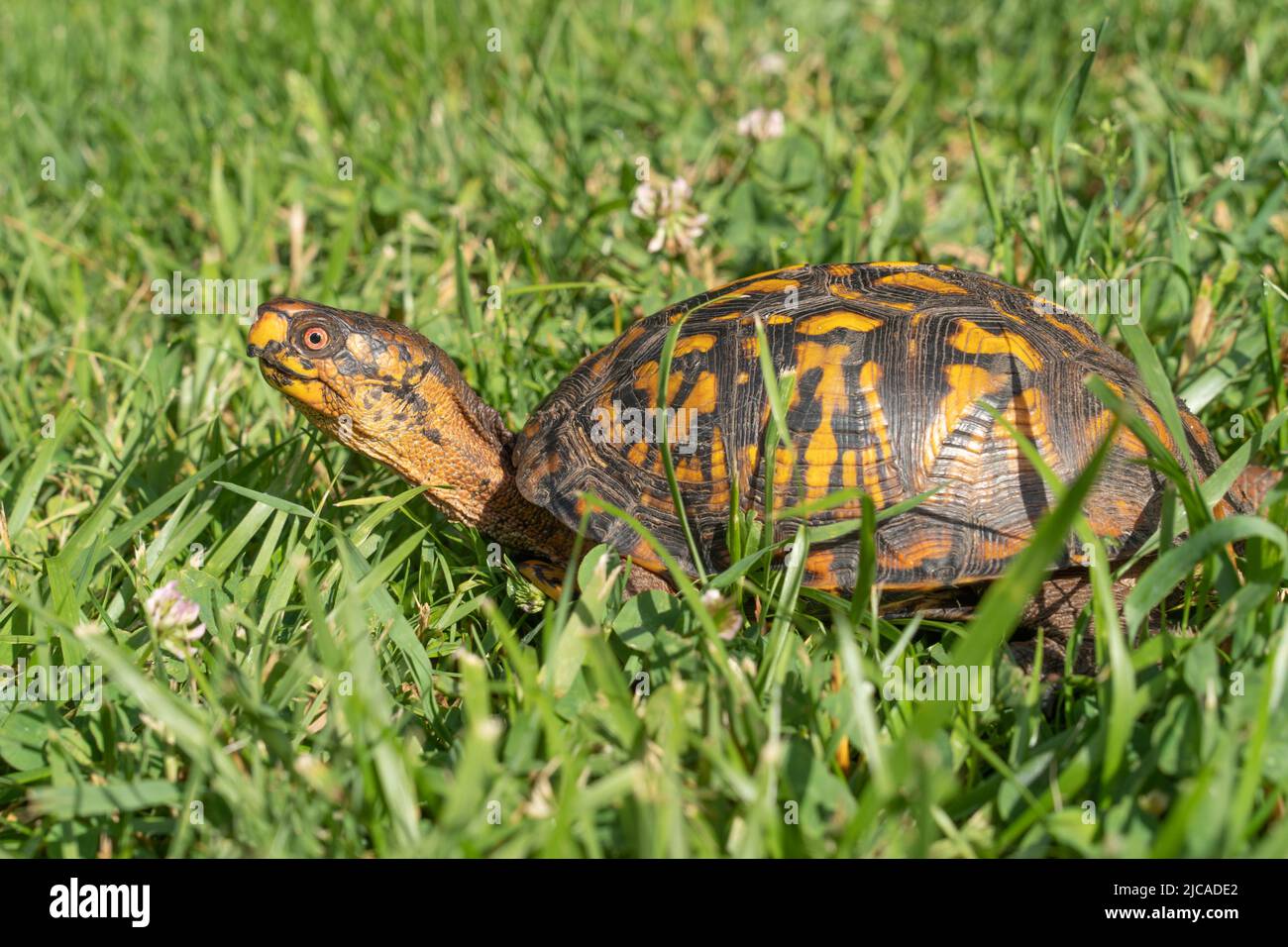 An Eastern box turtle (terrapene) checking out his surroundings as he ...