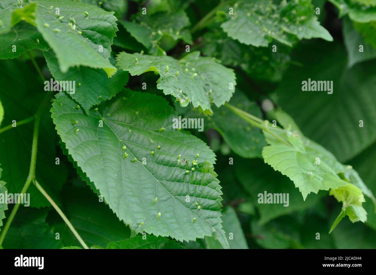Lime gall caused by the gall mite (Eriophyes tiliae tiliae) on the leaves of the common linden. Tree leaf disease. Stock Photo