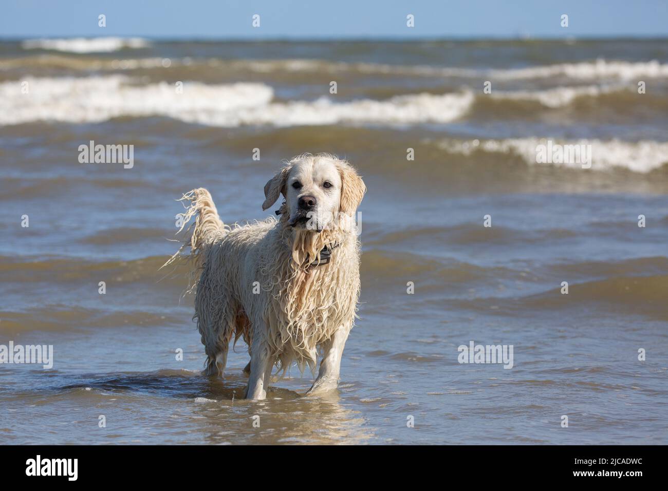 Labrador retriever standing in the sea water Stock Photo Alamy