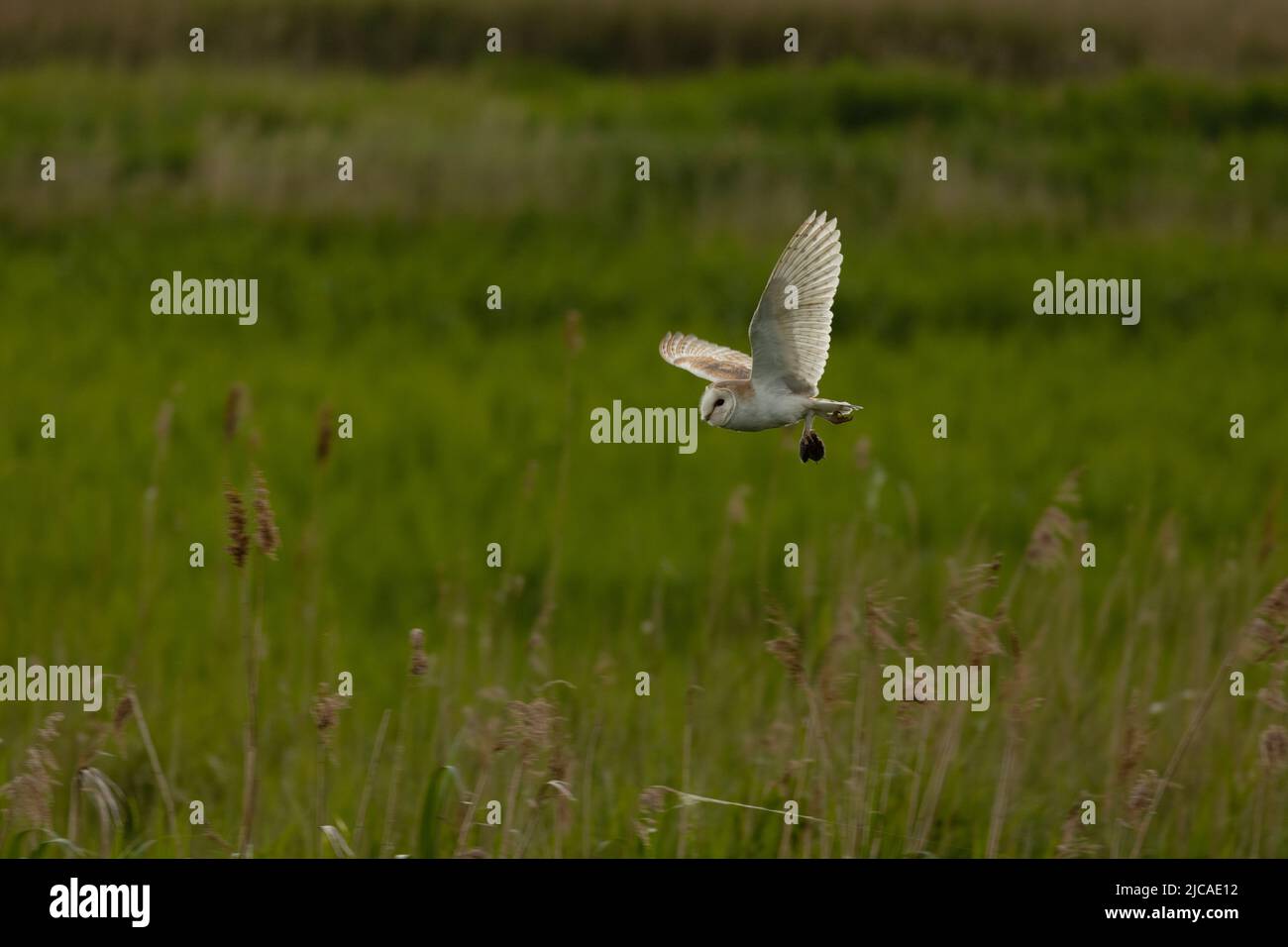 Barn owl taking vole back to nest over reed bed in East Anglia, UK. Stock Photo