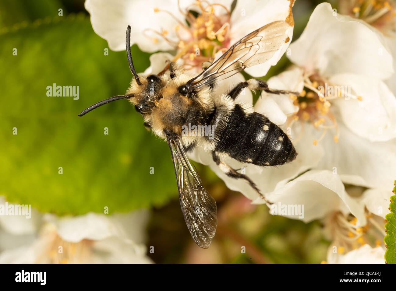 Male Common Mourning Bee on cherry blossom in Kentish garden, England. Stock Photo