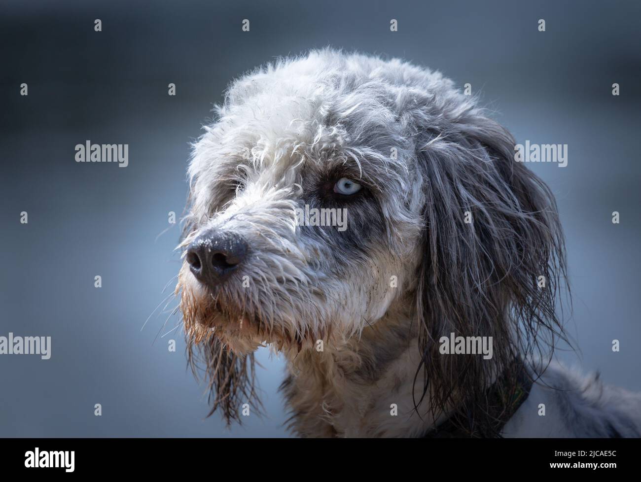 Head shot of Poodle with bright eyes Stock Photo