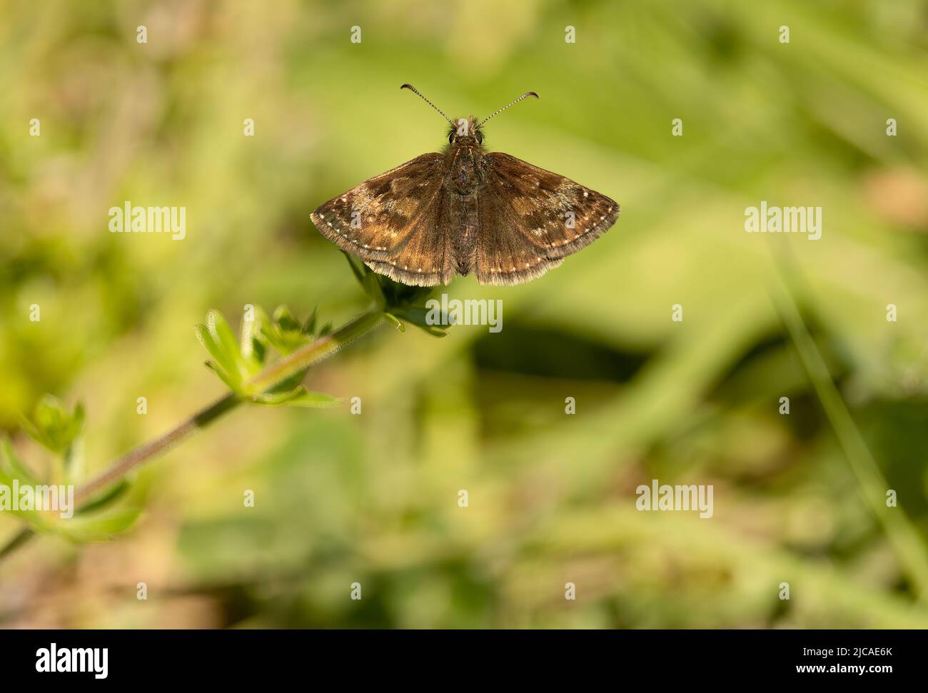 Dingy skipper roosting on taller scrub in chalk downland. Typical behaviour from a characteristic species of this habitat. Stock Photo