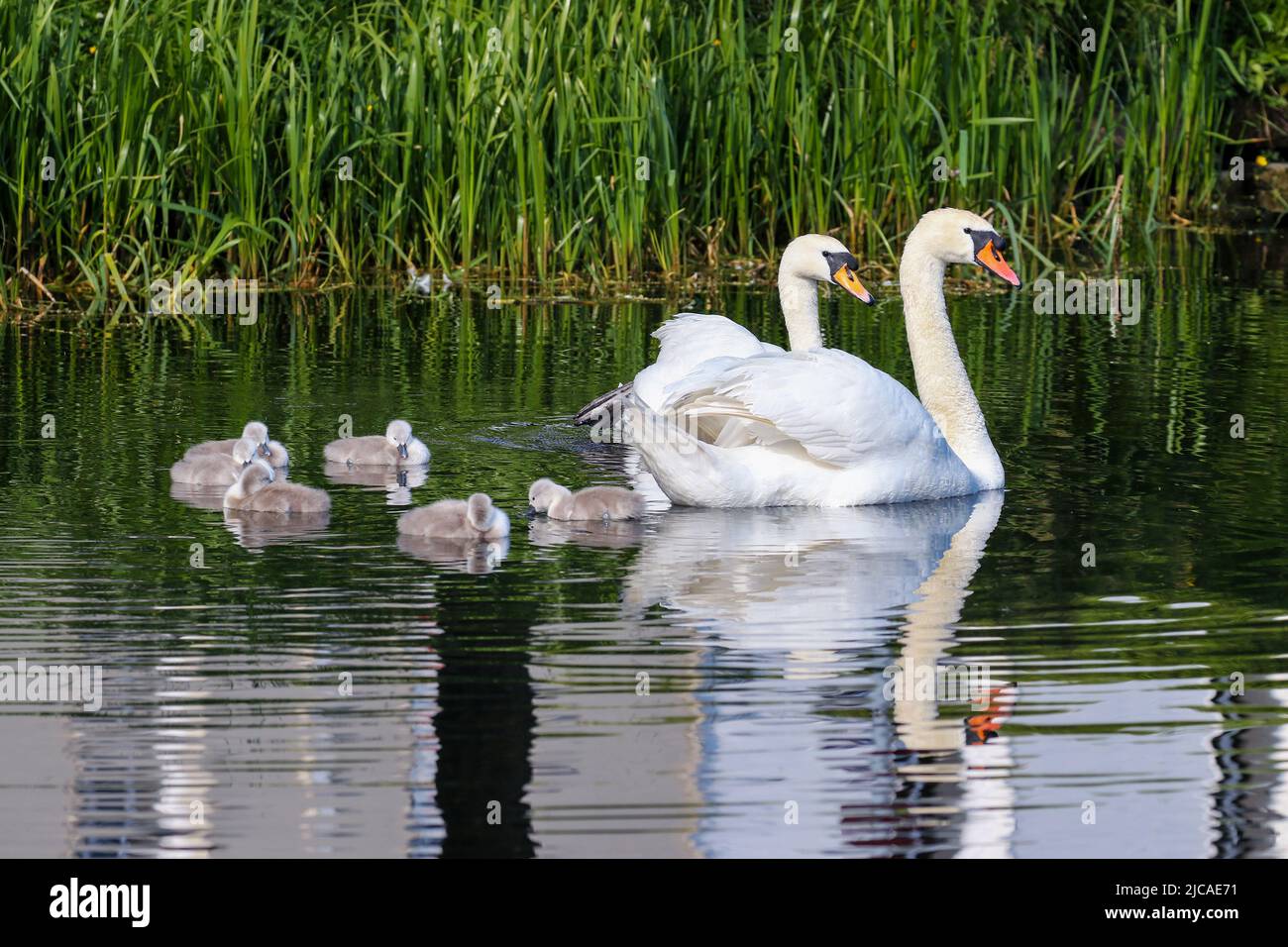 Swan parents with cygnets swimming in water. Cute baby swans with cob and pen 'Cygnus olor'. Water reflection. Grand Canal, Dublin, Ireland Stock Photo