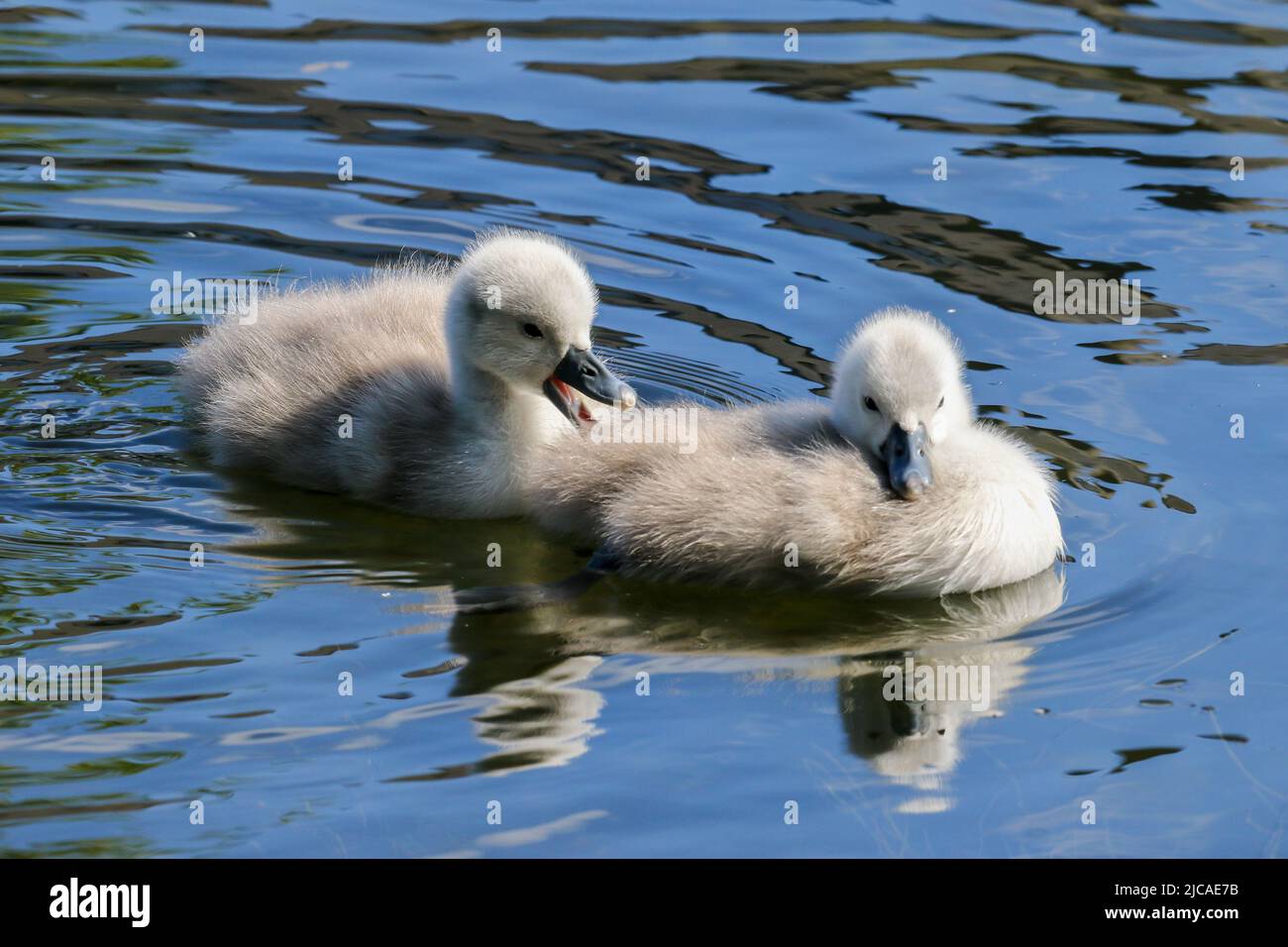 Two swan chicks or cygnets swimming on water of canal. Cute fluffy baby swans with soft down. Ripples in waters. Grand Canal, Dublin, Ireland Stock Photo