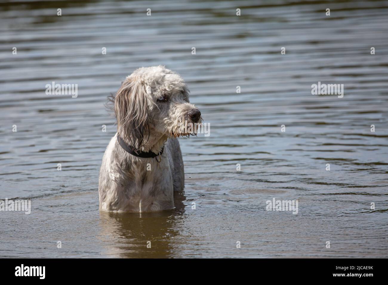 Poodle standing in the water and looking sideways Stock Photo