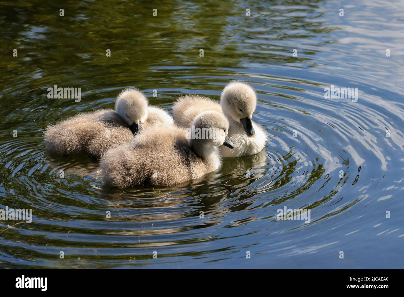 Three swan cygnets with soft fluffy down feathers float on canal water. One asleep. Circular water ripples. Grand Canal, Dublin, Ireland Stock Photo