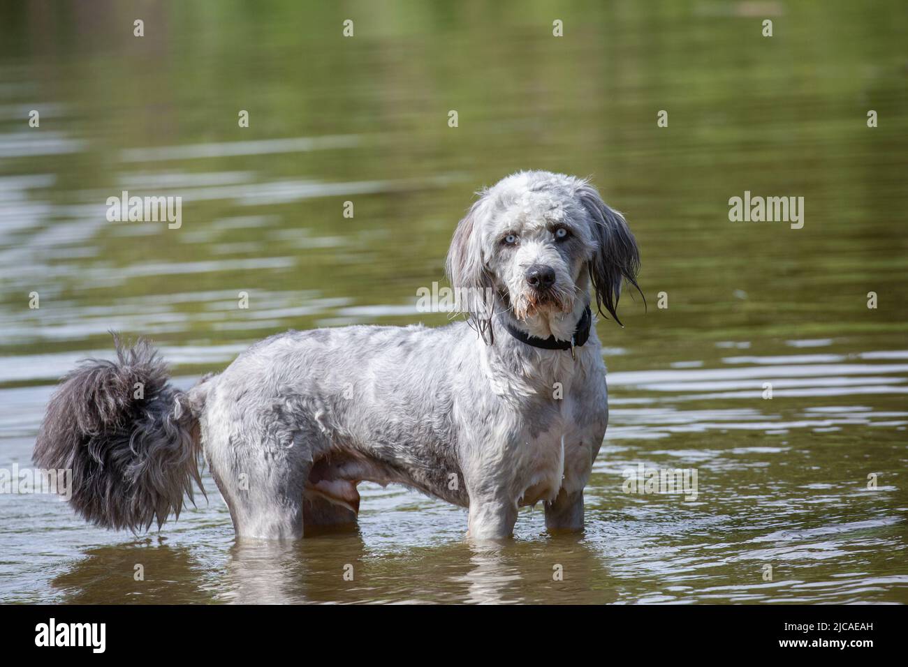 Poodle standing in the water and looking at camera Stock Photo