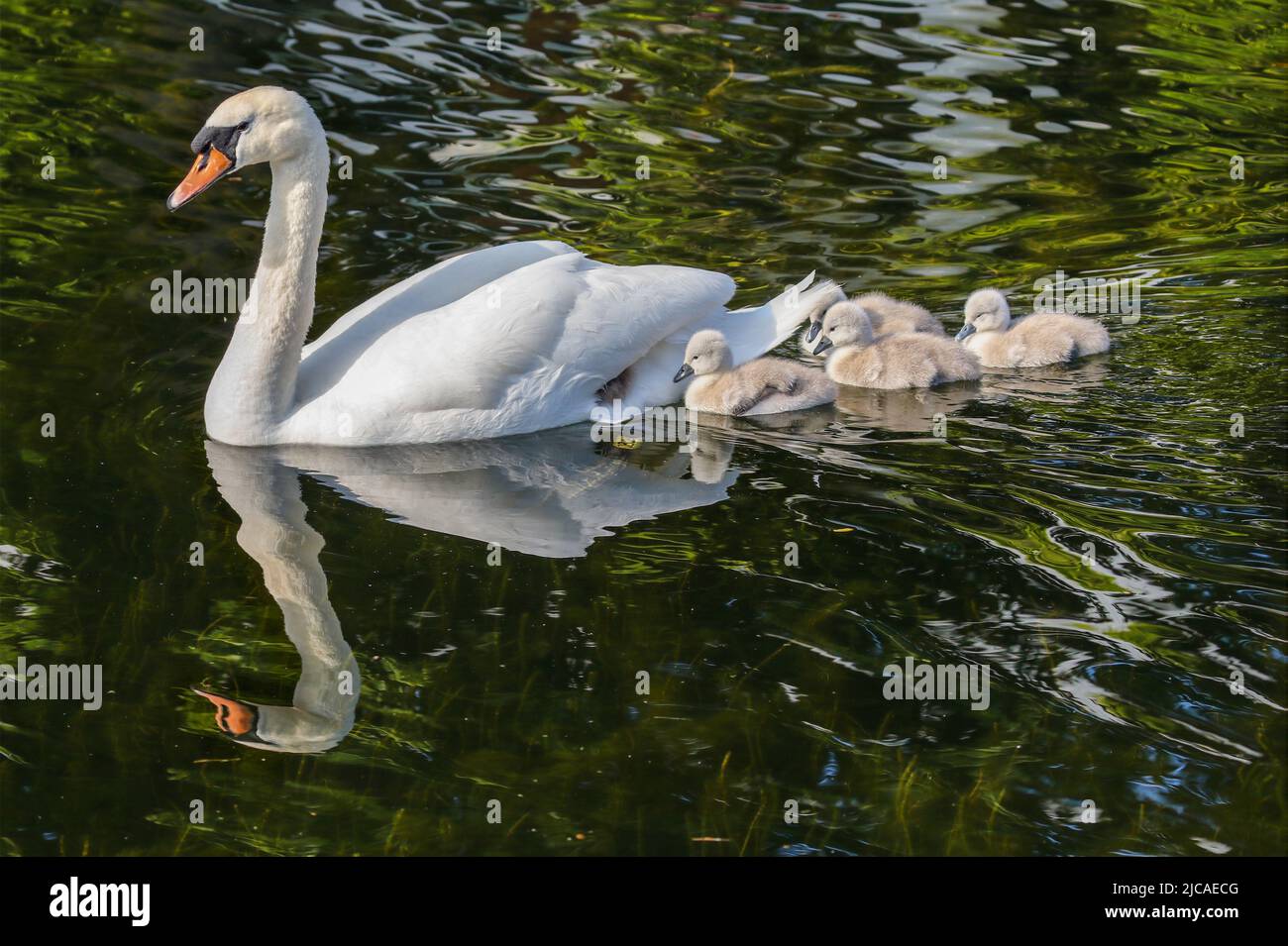 Mute swan 'Cygnus olor' glides on water with her five cygnets. Water reflection. Cute fluffy baby swans with soft down. Grand Canal, Dublin, Ireland Stock Photo
