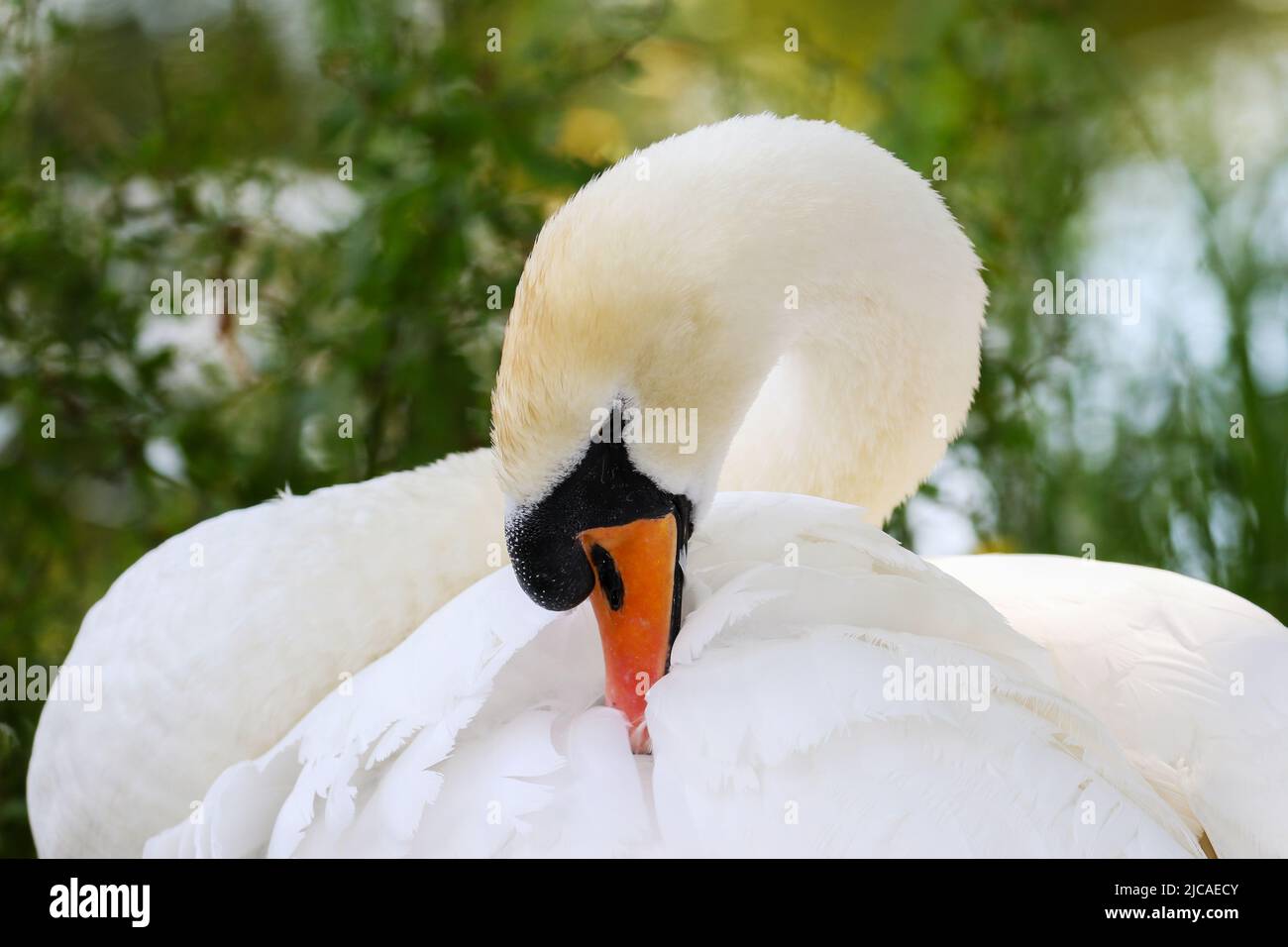 Elegant mute swan tucks its orange beak into white wing feathers. Closeup wild graceful bird 'Cygnus olor'. Blurred green background. Dublin, Ireland Stock Photo