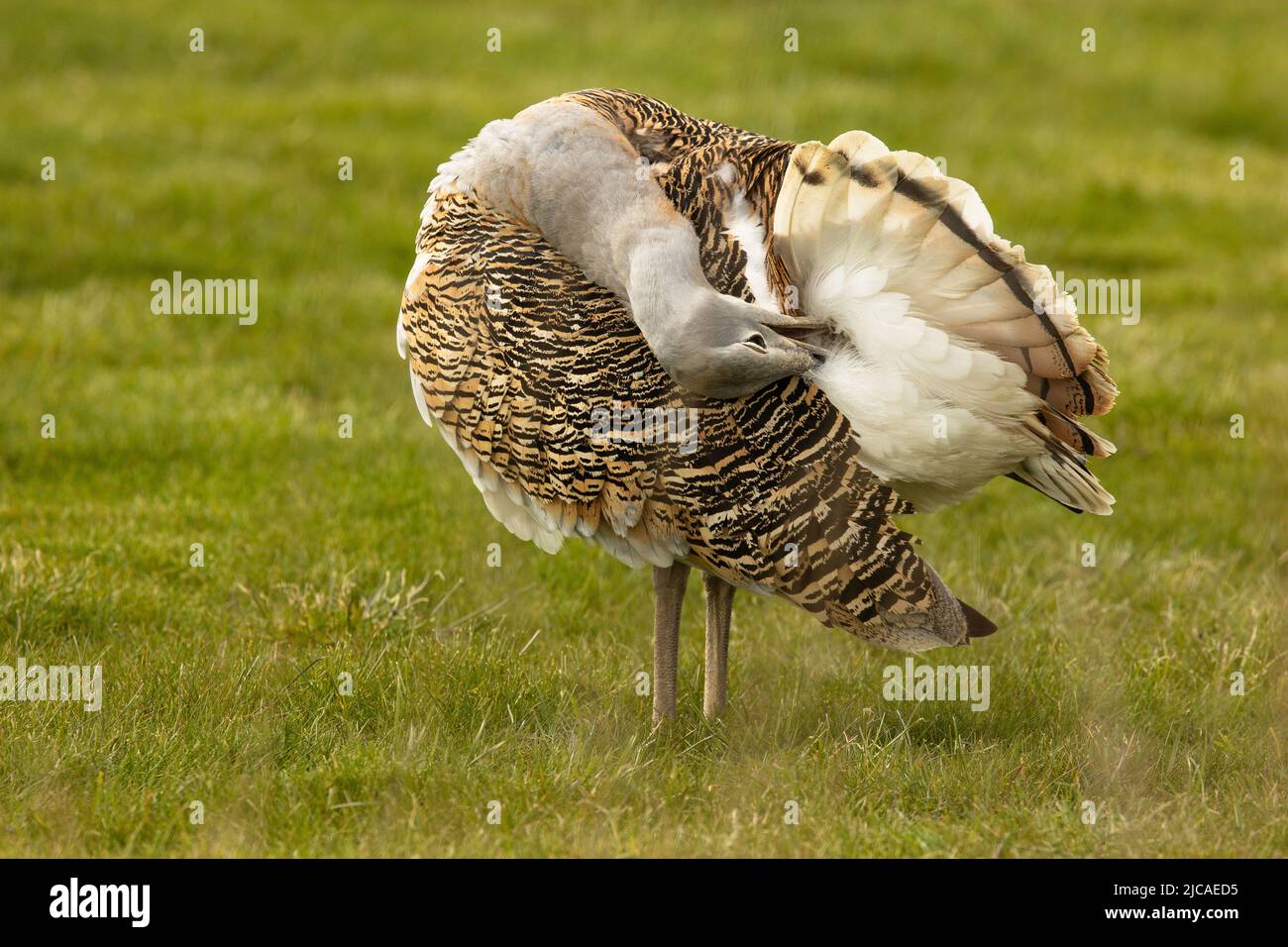Female great bustard, the heaviest flying bird in the world, preening herself on Salisbury Plain, England, where they've been reintroduced. Stock Photo