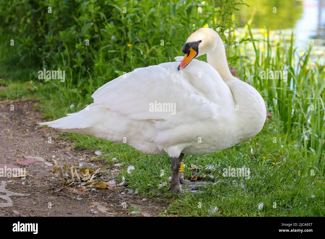 Mute swan 'Cygnus olor' preening its white feathers or plumage with its orange beak. Male wild bird or cob at Grand Canal, Dublin, Ireland Stock Photo