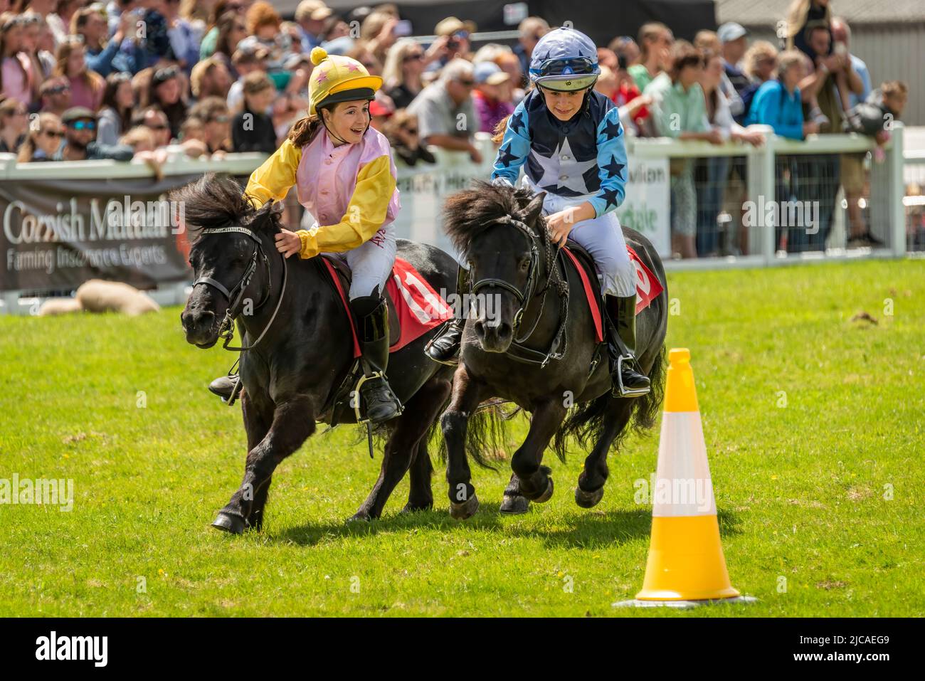 Wadebridge, Cornwall, England. Saturday 11th June 2022. After a two year absence because of Covid, the final day of the Royal Cornwall Show drew big crowds and saw the popular event bathed in warm sunshine. One of the highlights was the Shetland Pony Grand National making its debut at the show. The jockeys taking part, aged 8 to 14, are competing to take one of the 11 qualifying places for the London International Horse Show at Olympia this December. The competition raises money for the Bob Champion Cancer Trust. Credit: Terry Mathews/Alamy Live News Stock Photo