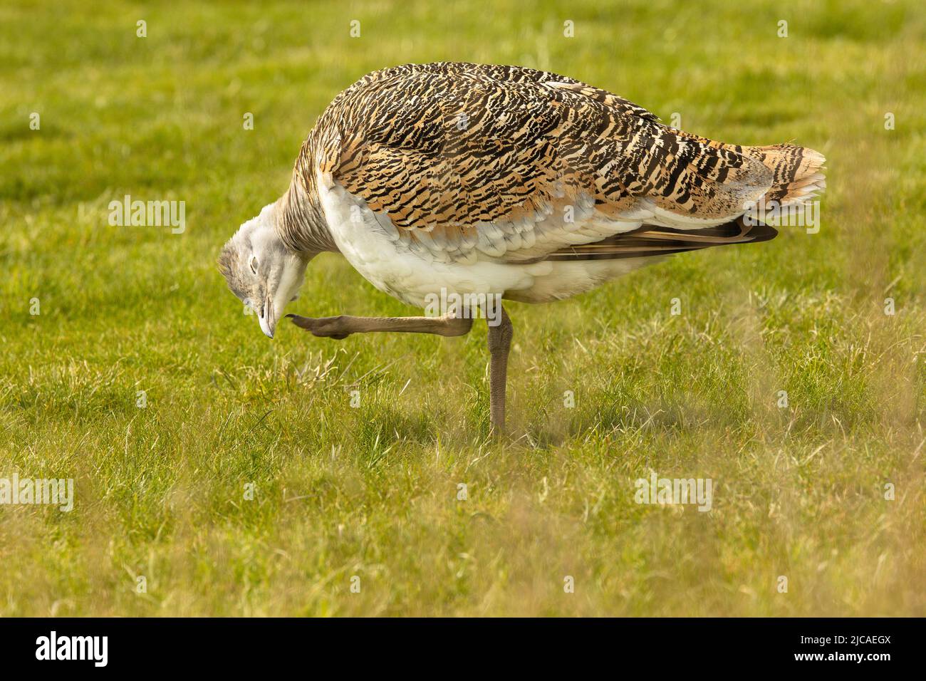 Female great bustard, the heaviest flying bird in the world, preening herself on Salisbury Plain, England, where they've been reintroduced. Stock Photo