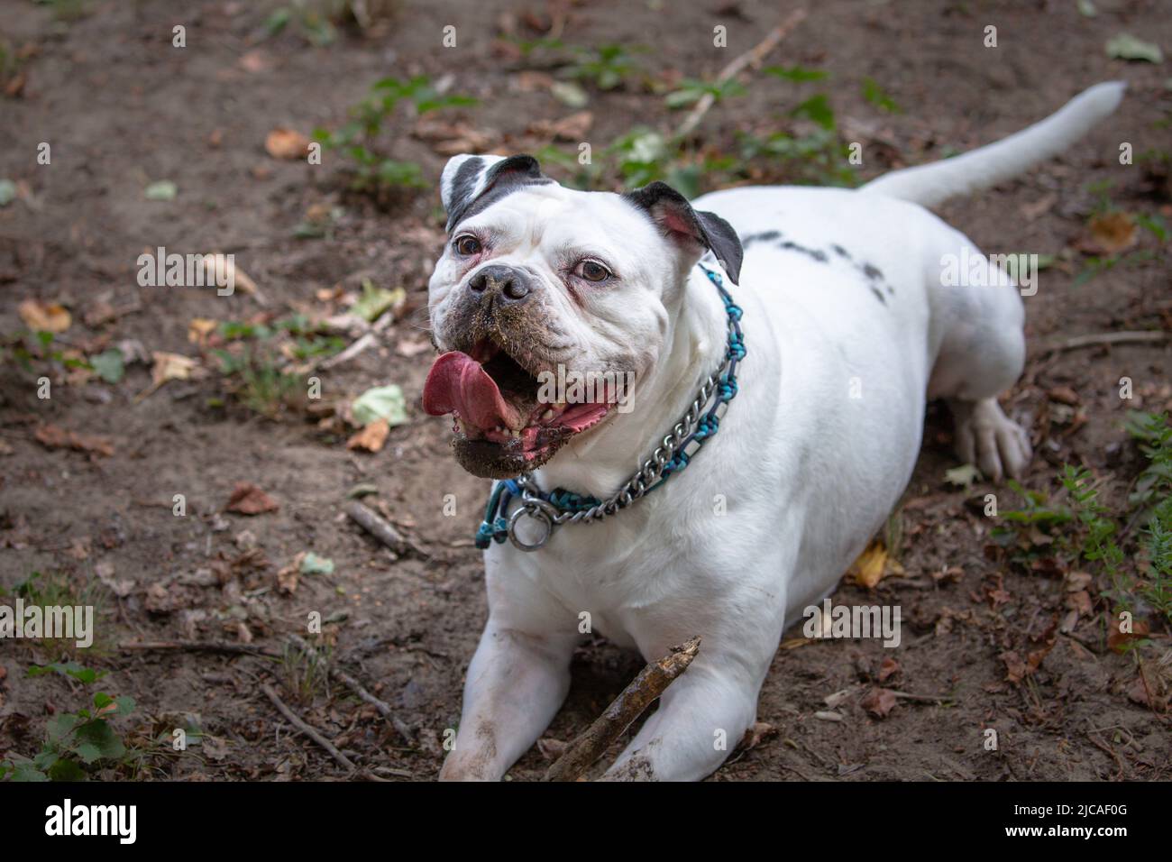 White bulldog lying down, looking at camera with open mouth and tongue up Stock Photo