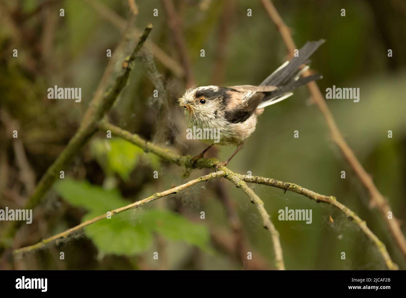 Adult long-tailed tit foraging for insects for its young, England, UK. Stock Photo