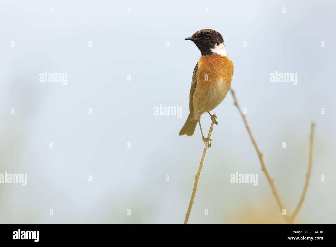 Male stonechat perched in coastal scrub, Devon, UK. Stock Photo